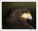 Harris Hawk
